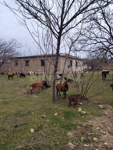 Satılır  torpaq 22 sot, Novxanı q., photo 8 from 16