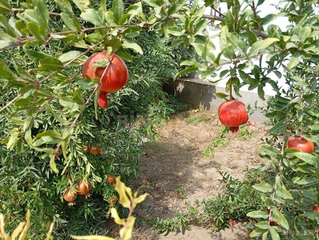 Satılır 6 otaqlı həyət evi/bağ evi 180 m², Dübəndi q., photo 20 from 21