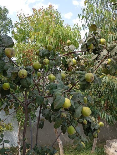 Satılır 6 otaqlı həyət evi/bağ evi 180 m², Dübəndi q., photo 19 from 21