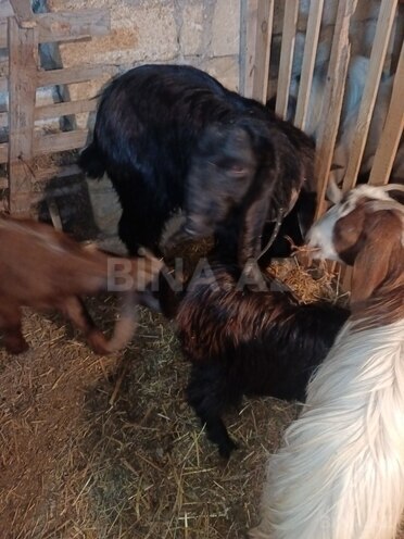 Satılır  obyekt 300 m², Masazır q., photo 15 from 17