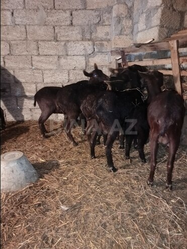 Satılır  obyekt 300 m², Masazır q., photo 14 from 17