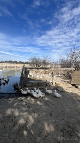 Satılır  torpaq 450 sot, Ramana q., photo 8 from 21