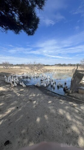 Satılır  torpaq 450 sot, Ramana q., photo 9 from 21