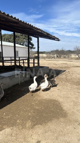 Satılır  torpaq 450 sot, Ramana q., photo 17 from 21