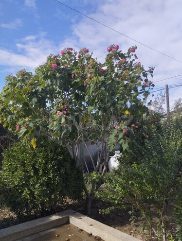 Сдаётся 3-комн. дом/дача 111 м², пос. Говсан, photo 11 from 27