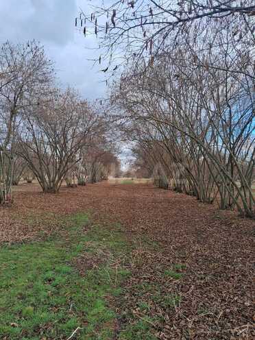 Satılır 8 otaqlı həyət evi/bağ evi 300 m², photo 10 from 11