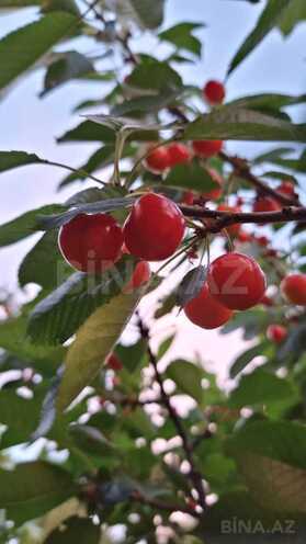 Продаётся 10-комн. дом/дача 408 м², пос. Бюльбюля, photo 26 from 32