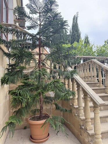 Продаётся 10-комн. дом/дача 408 м², пос. Бюльбюля, photo 24 from 32