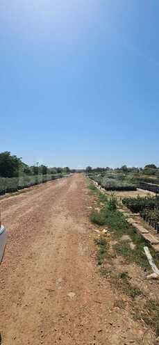 Satılır  torpaq 800 sot, Hövsan q., photo 6 from 13