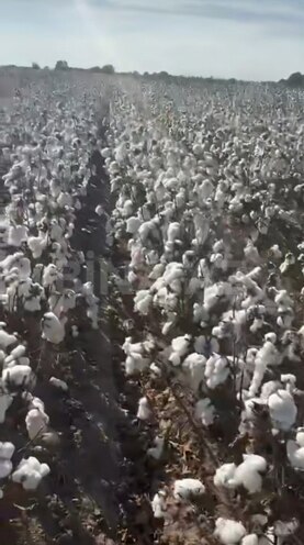 Satılır  torpaq 152 sot, photo 3 from 5