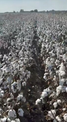 Satılır  torpaq 152 sot, photo 4 from 5