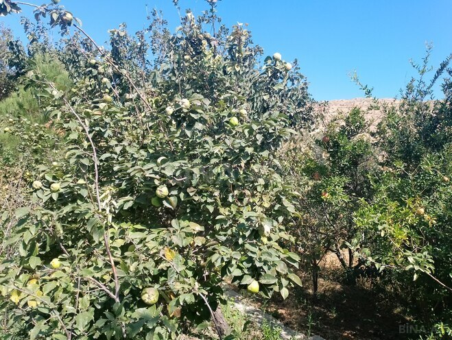 Satılır  torpaq 4 sot, Lökbatan q., photo 5 from 10