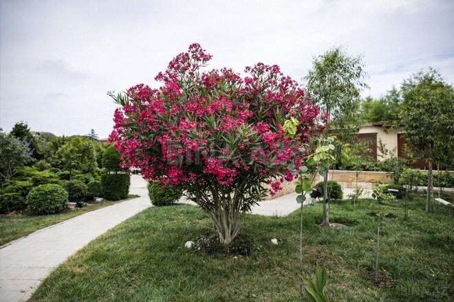 İcarəyə verilir 6 otaqlı həyət evi/bağ evi 400 m², Bilgəh q., photo 4 from 12