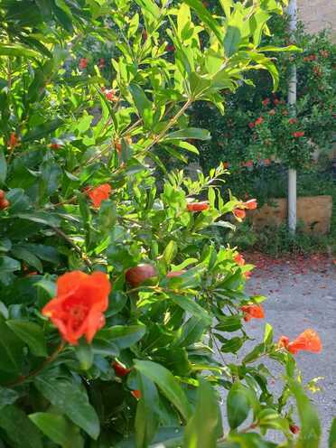 Satılır 9 otaqlı həyət evi/bağ evi 265 m², photo 18 from 32