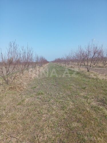 Satılır  torpaq 150 sot, Xaçmaz r., photo 4 from 6