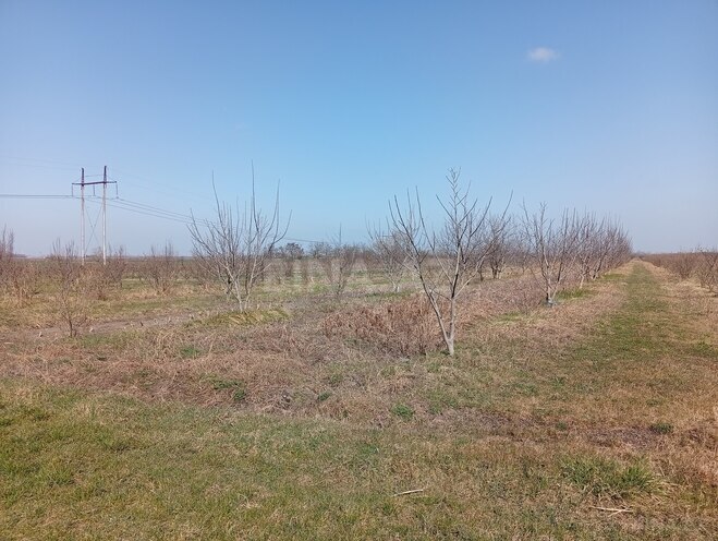 Satılır  torpaq 150 sot, Xaçmaz r., photo 3 from 6