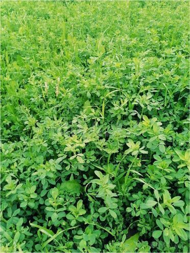 Продаётся  участок 200 сот, photo 3 from 5