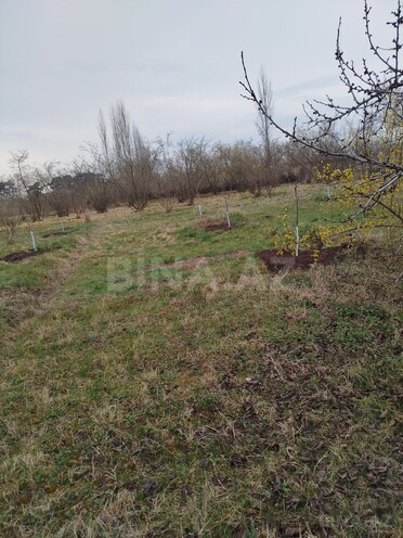 Продаётся  участок 20 сот, Хачмазский р., photo 3 from 6