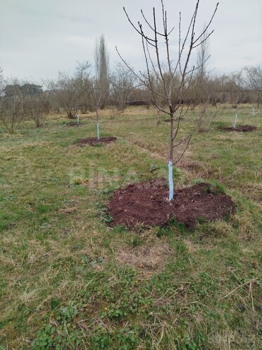 Продаётся  участок 20 сот, Хачмазский р., photo 5 from 6