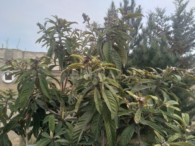 Satılır 3 otaqlı həyət evi/bağ evi 60 m², Buzovna q., photo 11 from 15