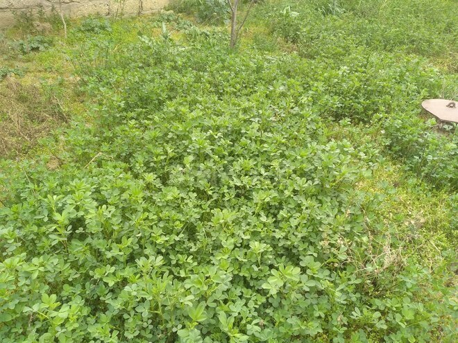 Satılır 3 otaqlı həyət evi/bağ evi 60 m², Buzovna q., photo 12 from 15