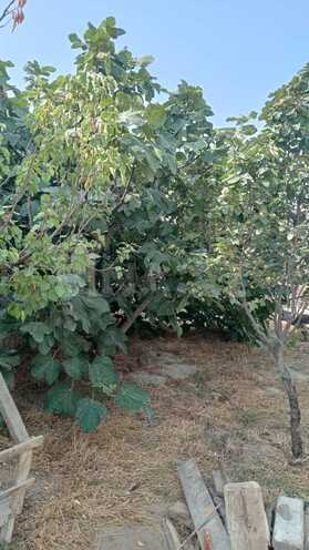 Satılır 3 otaqlı həyət evi/bağ evi 117 m², Qala q., photo 29 from 32