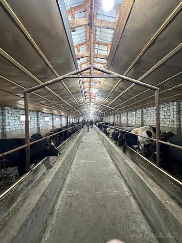 Satılır  obyekt 2 100 m², photo 3 from 32