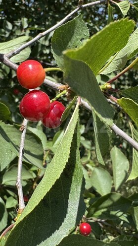 Продаётся 7-комн. дом/дача 192 м², пос. Джейранбатан, photo 21 from 26