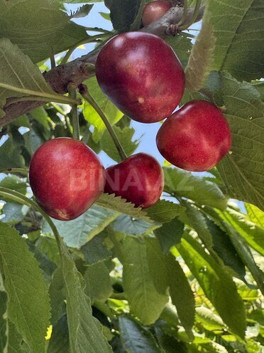 Продаётся 7-комн. дом/дача 192 м², пос. Джейранбатан, photo 22 from 26