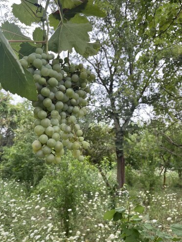 Satılır 5 otaqlı həyət evi/bağ evi 190 m², photo 5 from 15
