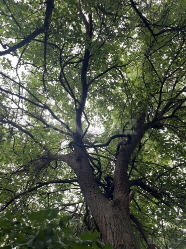 Satılır 5 otaqlı həyət evi/bağ evi 190 m², photo 4 from 15