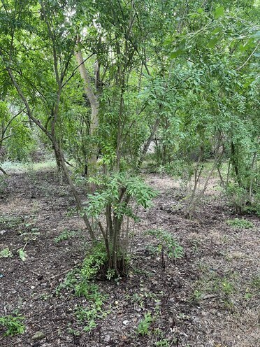 Satılır 5 otaqlı həyət evi/bağ evi 190 m², photo 3 from 15