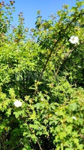 Продаётся  участок 200 сот, photo 4 from 18