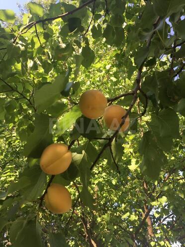 Продаётся  участок 240 сот, photo 20 from 24