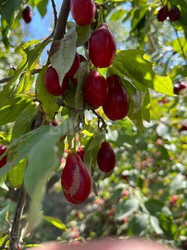 Продаётся  участок 240 сот, photo 19 from 24