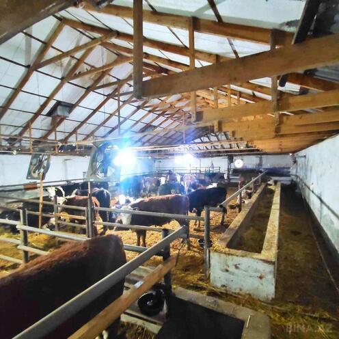 Продаётся  объект 8 500 м², Гарадагский р., photo 12 from 26