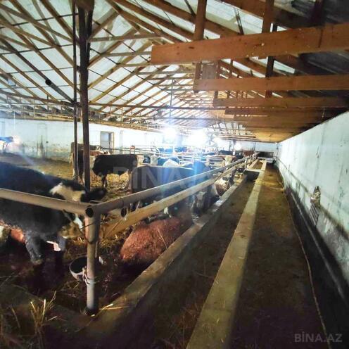 Продаётся  объект 8 500 м², Гарадагский р., photo 13 from 26