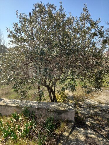 Продаётся  участок 10 сот, пос. Пиршаги, photo 5 from 7