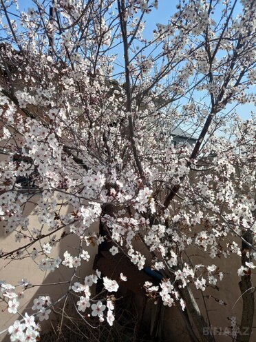 Продаётся  участок 10 сот, пос. Пиршаги, photo 4 from 7