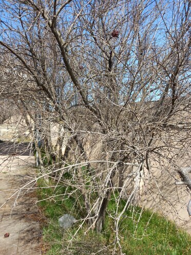 Продаётся  участок 10 сот, пос. Пиршаги, photo 6 from 7