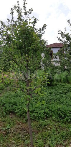 Satılır 4 otaqlı həyət evi/bağ evi 100 m², photo 3 from 6