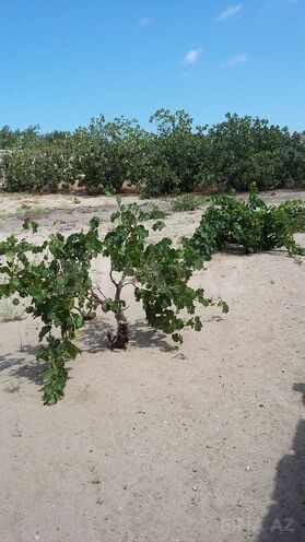 Продаётся  участок 24 сот, пос. Фатмаи, photo 3 from 12