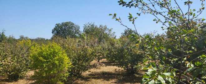 Satılır  torpaq 20 sot, Xaçmaz r., photo 3 from 7