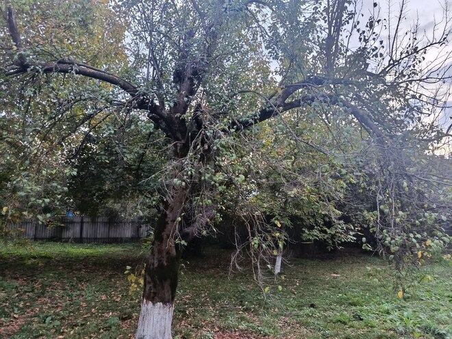 Satılır  torpaq 11.6 sot, photo 4 from 15