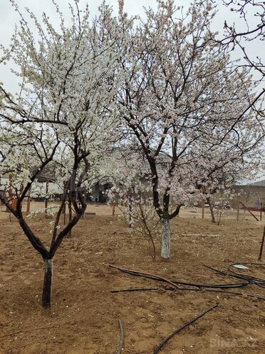 Satılır  torpaq 4 sot, Bilgəh q., photo 6 from 7