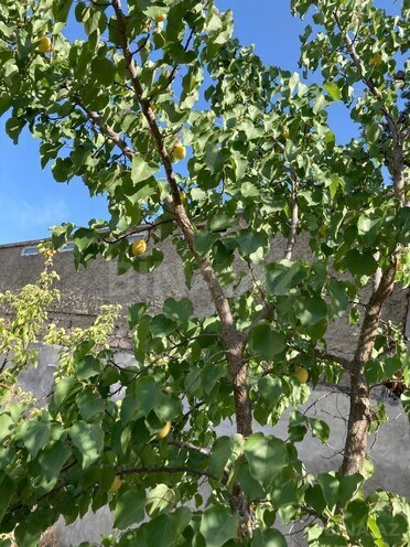 Satılır 4 otaqlı həyət evi/bağ evi 150 m², Bilgəh q., photo 3 from 21