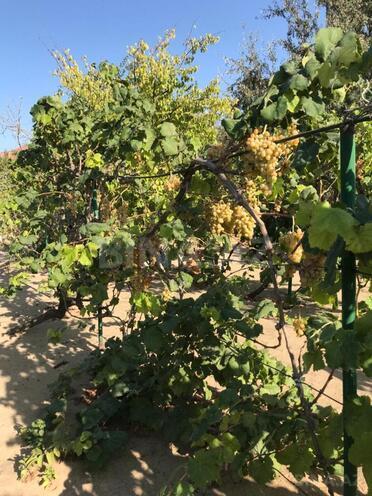 Продаётся 9-комн. дом/дача 300 м², photo 28 from 31