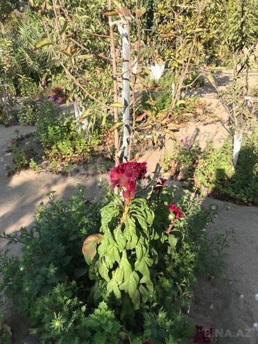 Продаётся 9-комн. дом/дача 300 м², photo 27 from 31