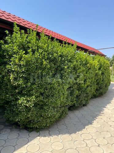 Satılır 4 otaqlı həyət evi/bağ evi 150 m², photo 18 from 25