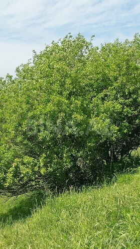 Продаётся  участок 1 870 сот, photo 12 from 20